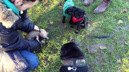 Pug Party!   Vlogmas