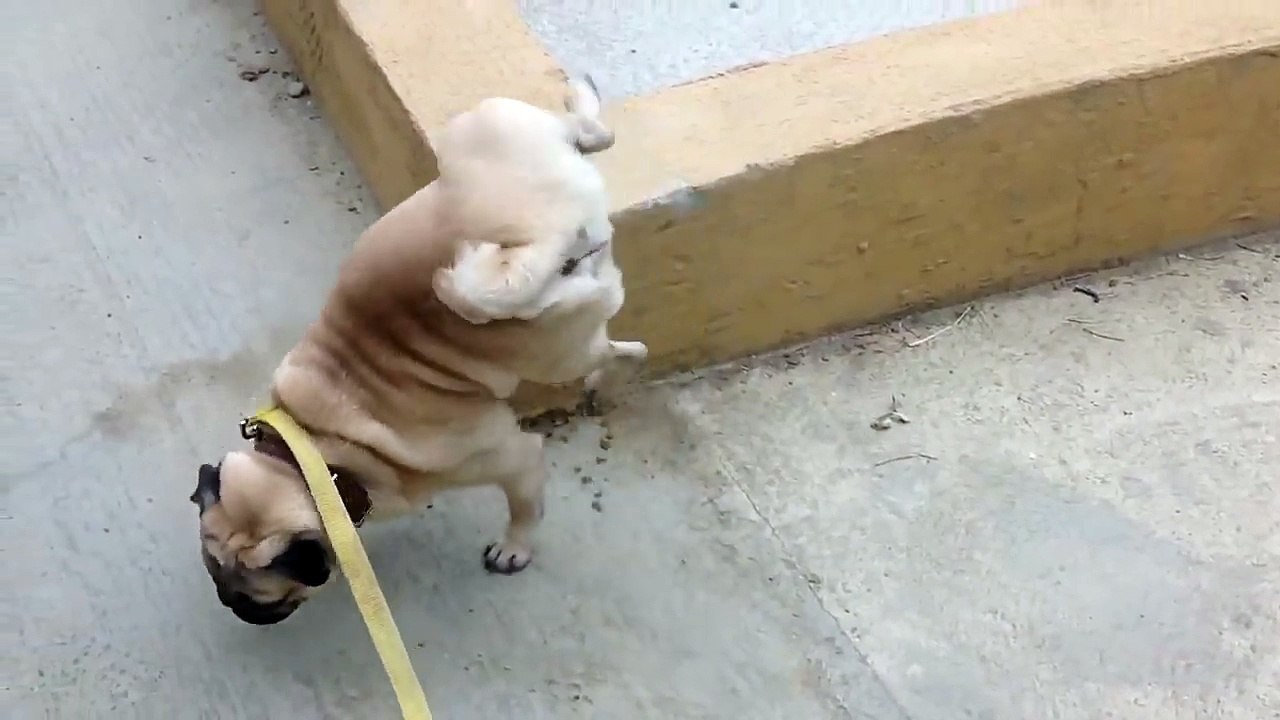 Pug Peeing On Two Legs