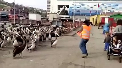 Chile acaban de crear la zumba pelicano..