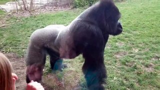 Gorila se enfada y lanza un impresionante ataque....