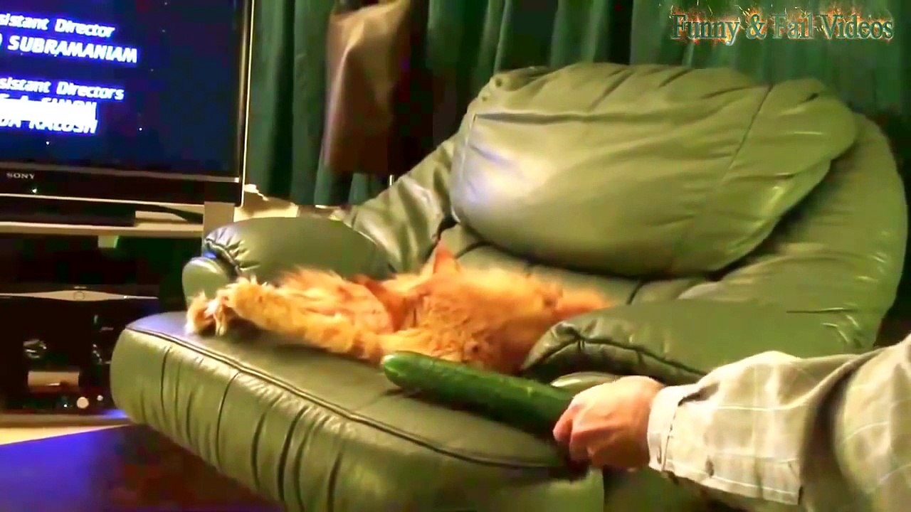 Коты Vs Огурцы | Кошки боятся огурцов. Умора!) Cats VS Сucumbers