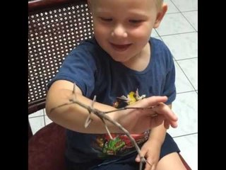 A Three-Year-Old and His Giant Stick Bug
