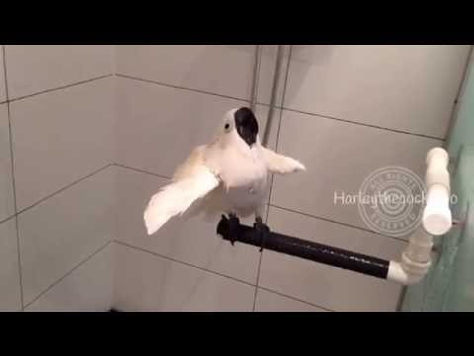 Clean-Thinking Cockatoo Catches Quick Shower