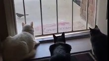 Une petite séquence vidéo qui illustre bien la différence de tempérament entre chiens et chats !