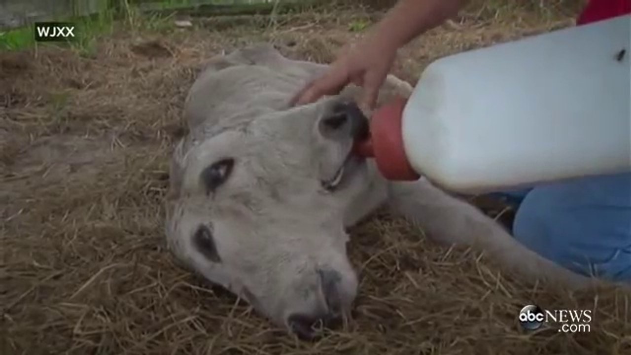 Two head calf