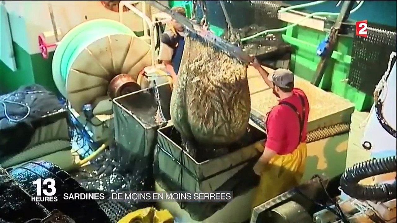 Sardines : vers une pénurie ?