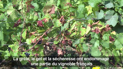 Vendanges: le chablis sévèrement touché par la grêle et le gel