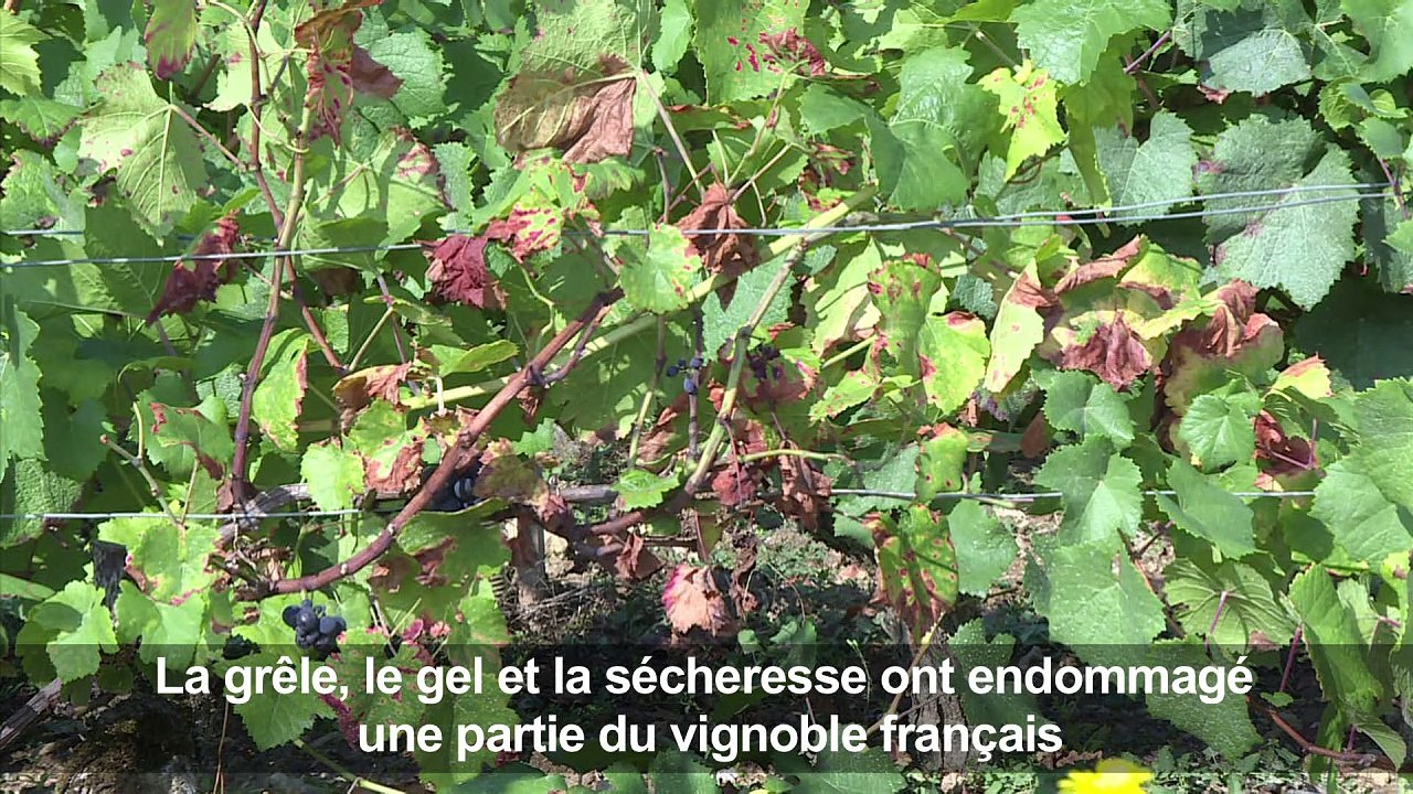 Vendanges: le chablis sévèrement touché par la grêle et le gel