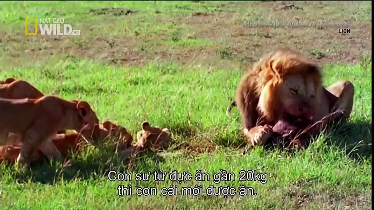 Lion pride while hunting - I'Predator - Nat Geo Wild Documentary (HD 720p)