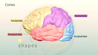 Human Brain Major Structures and their Functions