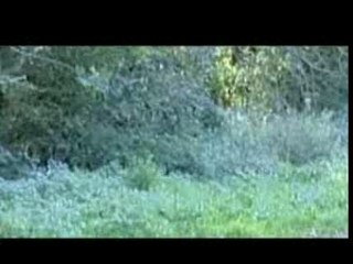 Video contre les abandons SPA Forbach