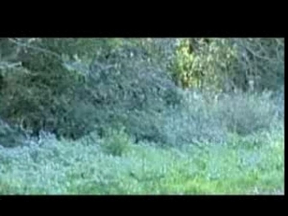 Video contre les abandons SPA Forbach