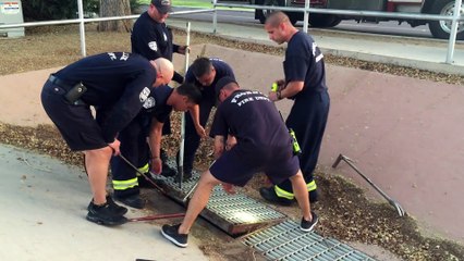 Duck quacking at me leads to baby duck rescue