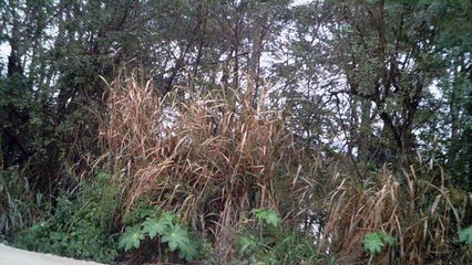 Mtb, 55 km, 9 amigos, Trilhas, pedalando com a bike Soul SL 129, 24v, aro 29, Cachoeiras do Vale do Paraíba, Taubaté, SP, Brasil, (17)