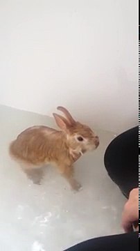 Woman Playfully Splashes Her Rabbit In The Tub — Then He Gets Even