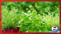 Plantas de tu cocina que pueden ser de utilidad para tu salud, y además las puedes cultivar en casa!