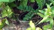 Snake Desert Attack Lizard - Giant Python eats Snake, Snake vs Mongoose, Frog Kills | Wild