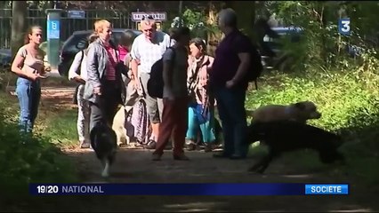 Chiens guides d’aveugles : plongée au cœur de la formation