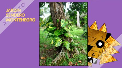 PAJAROS TURISMO PAISAJE  COLOMBIA, 3137309087 (1)