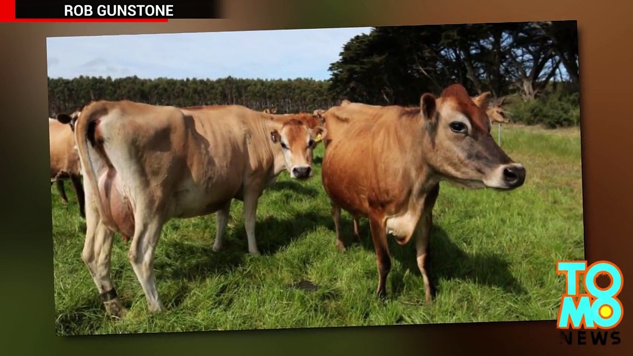 Fail! Herding helicopter gets brought down by cow - TomoNews 22.09.206