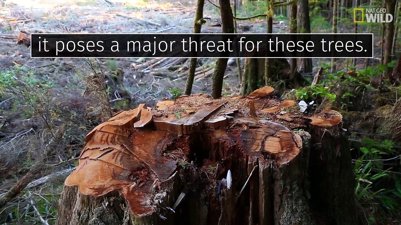 Why It’s Important to Protect This Island’s 800-Yearll Old Trees ll National Geographic