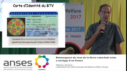 SPACE 2016- Conférence ANSES 2/7 - Réémergence du virus de la fièvre catarrhale ovine