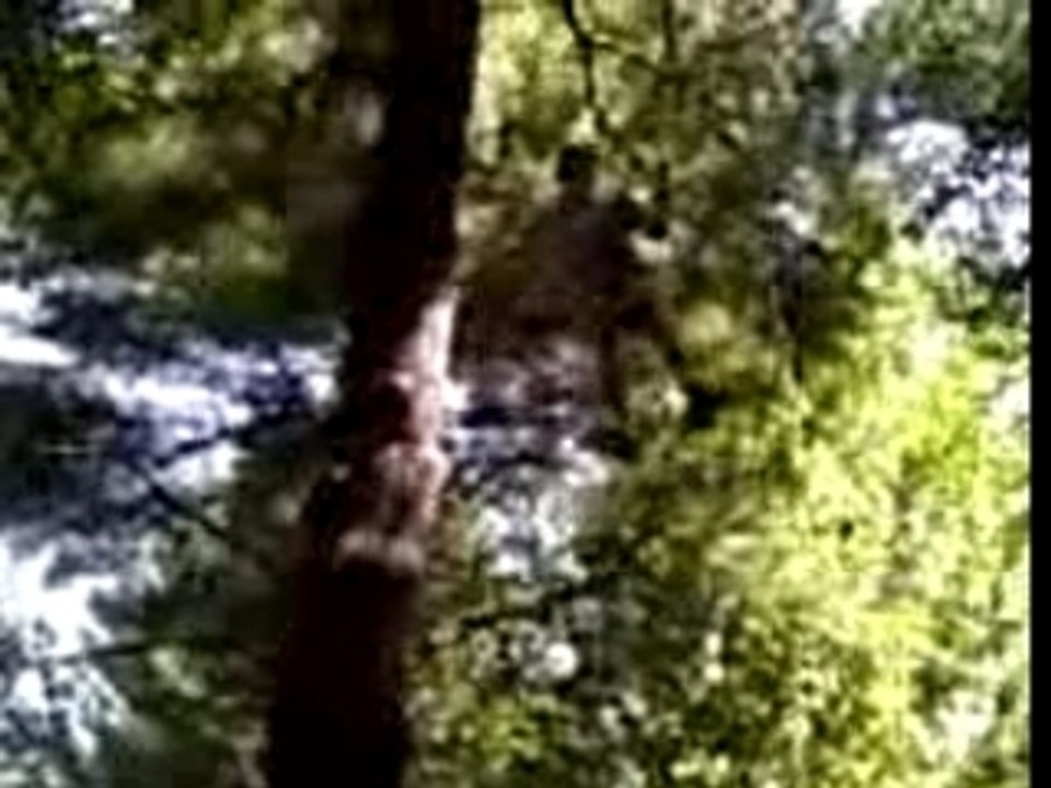 Vines