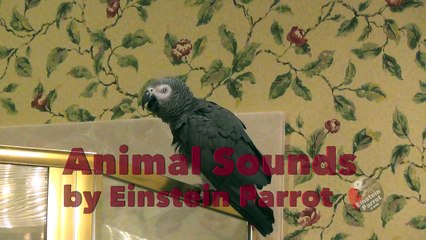 Einstein Parrot's Animal imitations