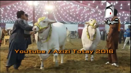 Bakra Eid Bull Race Funny Tezabi Totay 2016