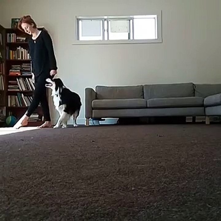 Friendly With Smart Builds Irish Dancing With Dogs