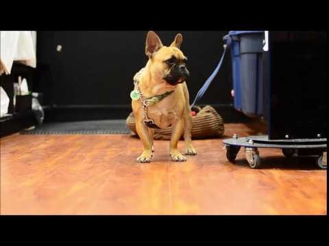 French Bulldog Tells His Mom I Love You