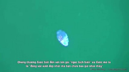 Loài động vật phát ra ánh sáng đẹp mắt