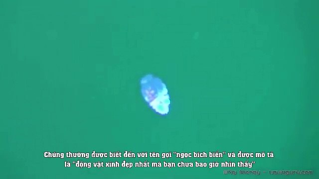 Loài động vật phát ra ánh sáng đẹp mắt