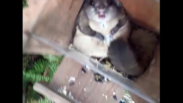 Chú sóc mập ú không thể cựa quậy vì ăn quá nhiều