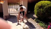 Động vật -  Chó mừng chủ về nhà