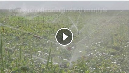 Çiftçi Esat Arslan, güneş panelleri ile kurak ovaya can verdi.