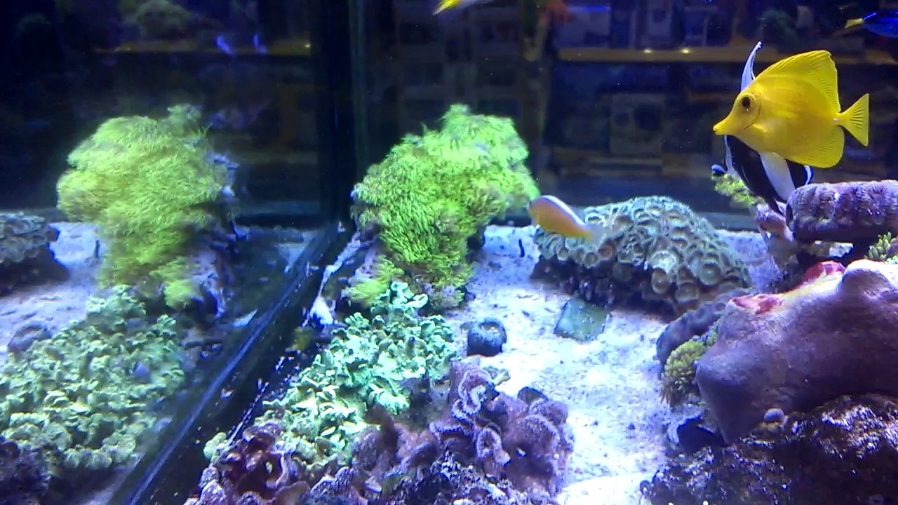 reefaquarium in adana-2