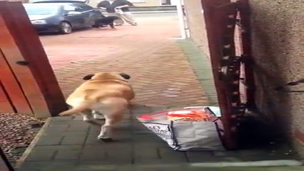 21/7 - chú chó thông minh