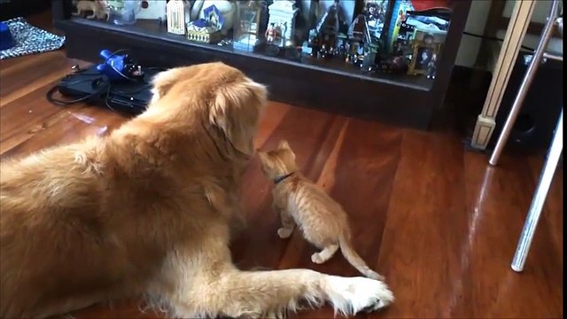 Chuyện tình ngang trái của chú mèo tí hon và chú chó khổng lồ