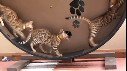 Xuất hiện loại đồ chơi mới chỉ dành cho mèo