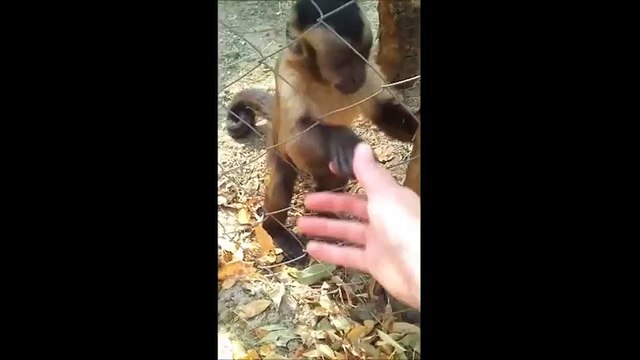 Ngộ nghĩnh hình ảnh chú khỉ hướng dẫn con người cách... bóp nát lá cây