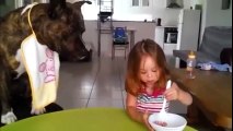 Cô bé đút ăn cho chó gây sốt