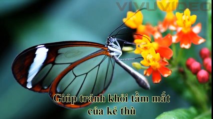 Chuyện lạ - top 5 con vật khó tin không photoshop