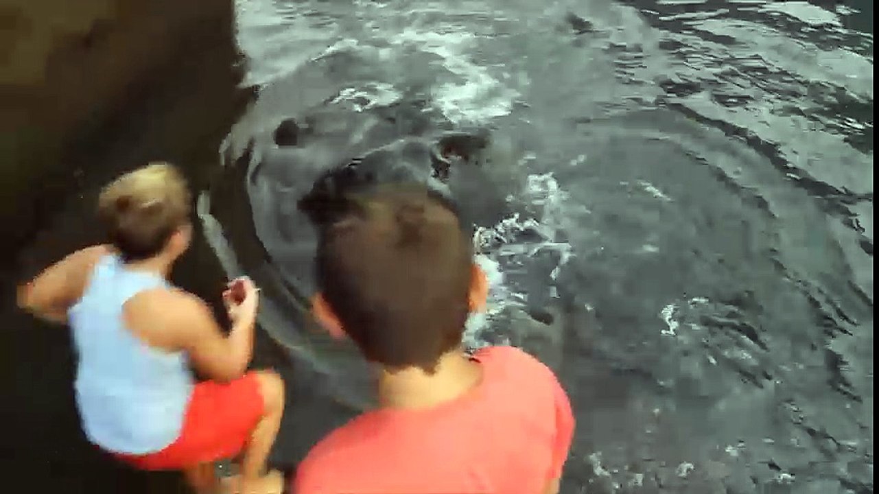 Cậu bé nhận cá đuối khổng lồ dưới biển làm vật nuôi