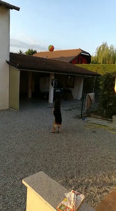 cane foca