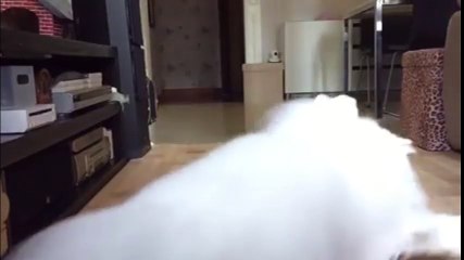 Chú mèo vối bộ lông như cục bông gòn