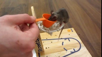 Chú chuột thông minh