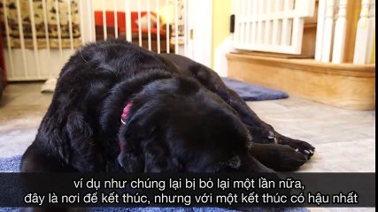 Ngôi nhà dành cho chó "về hưu"