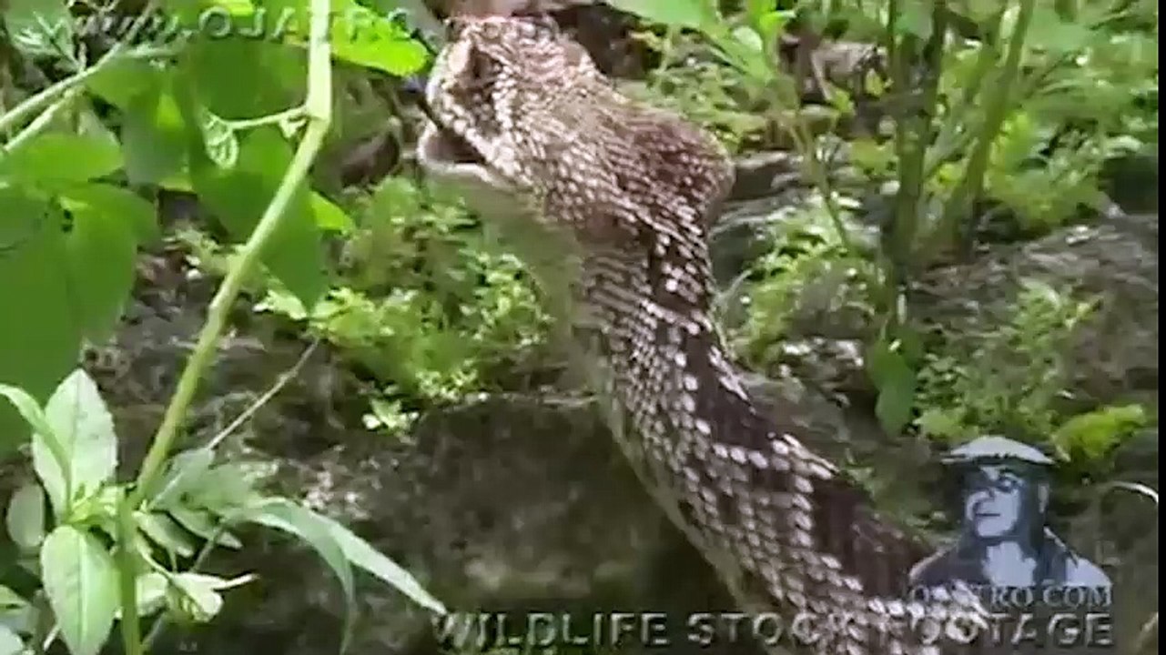 Động vật - Rắn bị cá sấu quật chết sau khi nuốt trọn con mồi