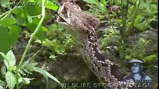 Động vật - Rắn bị cá sấu quật chết sau khi nuốt trọn con mồi